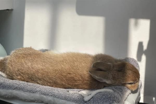 兔子患上脚皮炎怎么护理,每天要对笼舍的垫脚板进行消毒