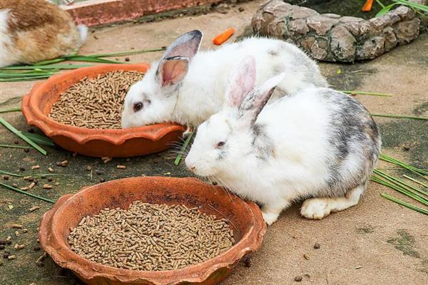 兔子患上脚皮炎怎么护理,每天要对笼舍的垫脚板进行消毒