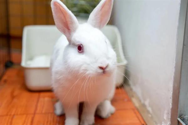 兔子患上脚皮炎怎么护理,每天要对笼舍的垫脚板进行消毒