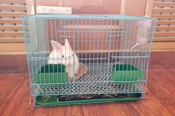 兔子患上脚皮炎怎么护理,每天要对笼舍的垫脚板进行消毒