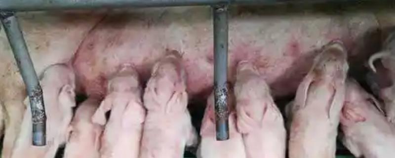 猪不给小猪喂奶怎么处理，工作人员应当进行细心调教
