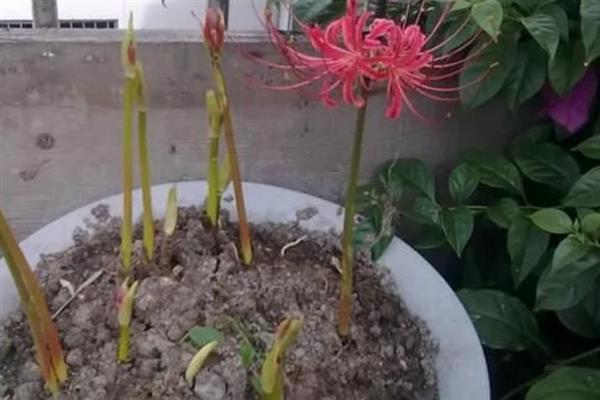 彼岸花叶子枯萎要过多长时间才开放，经过2个月左右就会开出花朵