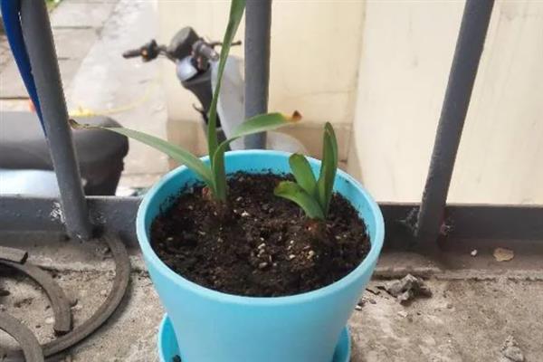 彼岸花叶子枯萎要过多长时间才开放，经过2个月左右就会开出花朵