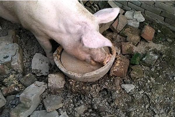 猪不给小猪喂奶怎么处理，工作人员应当进行细心调教