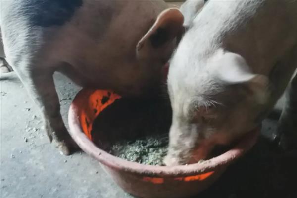 猪不给小猪喂奶怎么处理，工作人员应当进行细心调教
