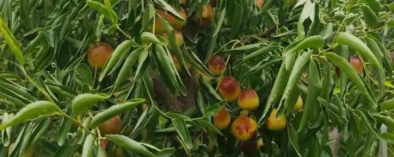 冬枣在几月成熟上市，一般在10-12月份的时候成熟