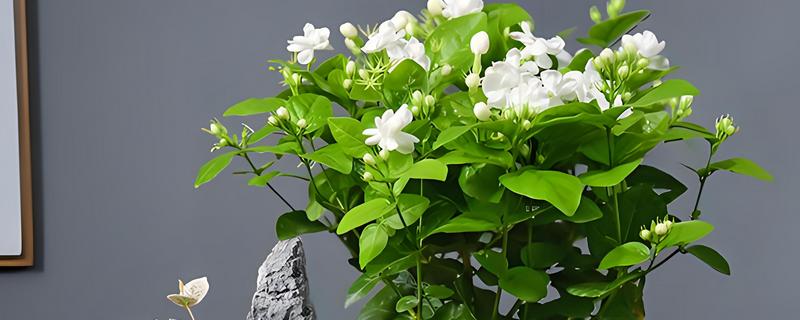 茉莉花叶片卷曲的原因，可能是光照强烈所致