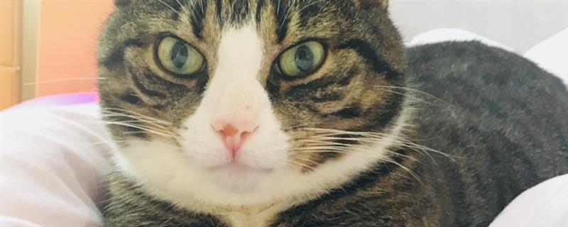 老年猫如何喂食，需尽可能让猫粮更软