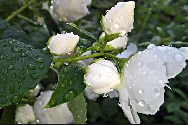 茉莉花叶片卷曲的原因，可能是光照强烈所致