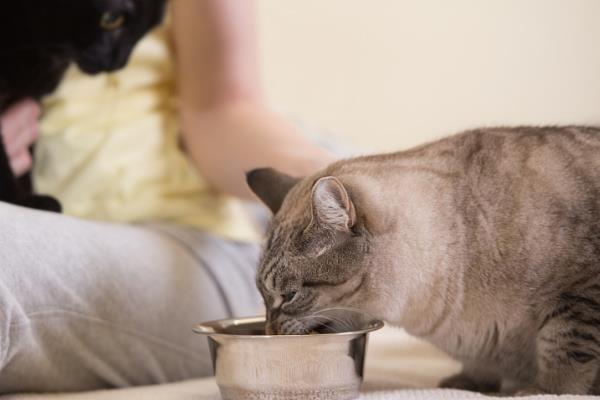 老年猫如何喂食，需尽可能让猫粮更软