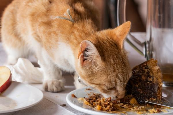 老年猫如何喂食，需尽可能让猫粮更软