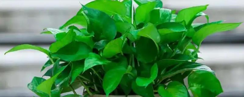 让绿萝的叶子变得又大又绿的方法，生长旺季每隔半个月喷一次叶面肥
