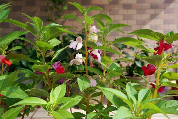凤仙花的花语，寓意别碰我、怀恋过去等