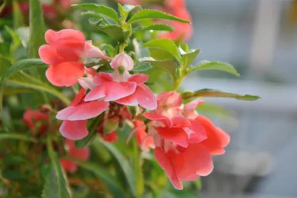 凤仙花的花语，寓意别碰我、怀恋过去等