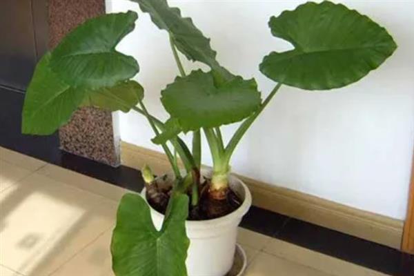 滴水观音春天何时发芽，当月播种就能发芽