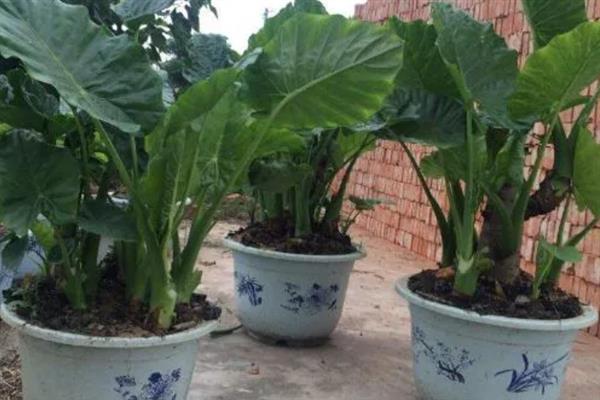 滴水观音春天何时发芽，当月播种就能发芽