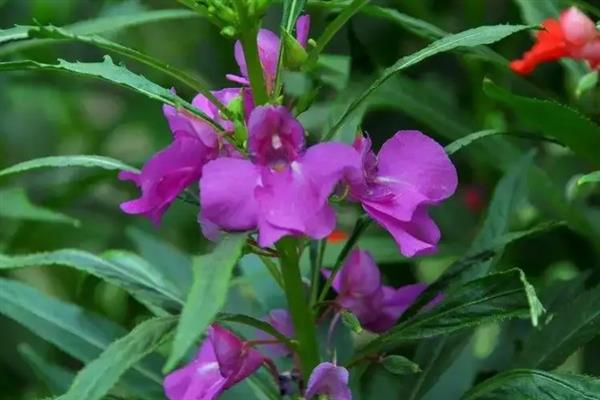 凤仙花的花语，寓意别碰我、怀恋过去等
