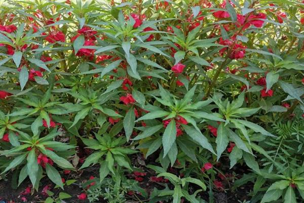 凤仙花的花语，寓意别碰我、怀恋过去等