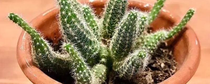 万重山多久浇水一次，每隔七到十天浇一次水