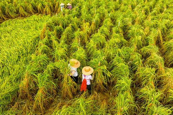 中国一年三季水稻是在哪，海南、广西及云南部分地区可实现一年三熟