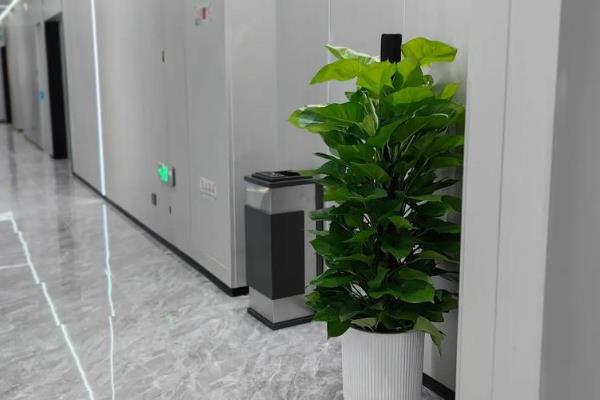 让绿萝的叶子变得又大又绿的方法，生长旺季每隔半个月喷一次叶面肥