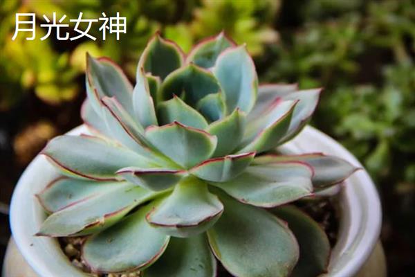 月光女神和荷花的区别是什么，种属和形状不同
