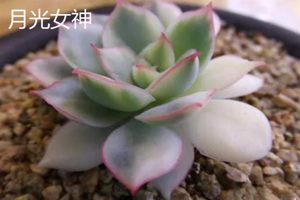 月光女神和荷花的区别是什么，种属和形状不同