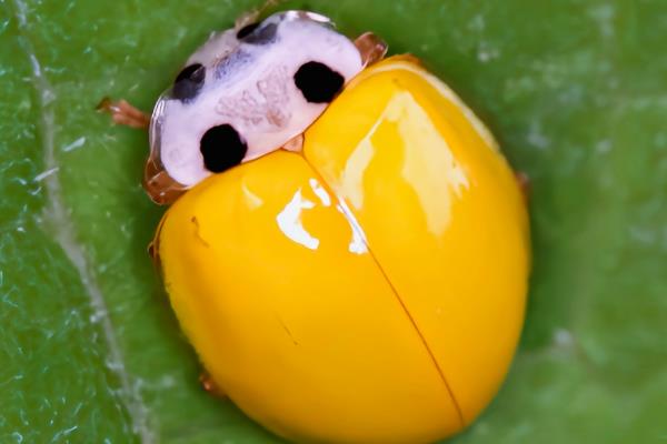 瓢虫有什么种类，分为捕食性、菌食性、植食性这三种