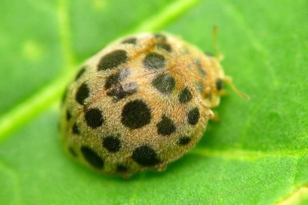 瓢虫有什么种类，分为捕食性、菌食性、植食性这三种