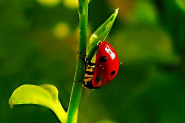 瓢虫有什么种类，分为捕食性、菌食性、植食性这三种