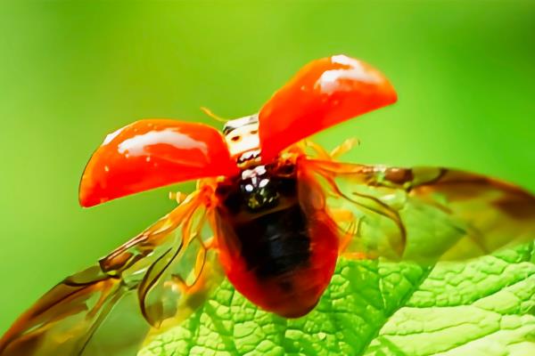 瓢虫有什么种类，分为捕食性、菌食性、植食性这三种