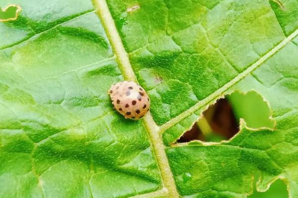 瓢虫有什么种类，分为捕食性、菌食性、植食性这三种