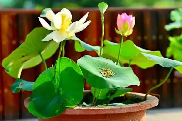 荷花的养殖方法，冬季把室温保持在5-10℃