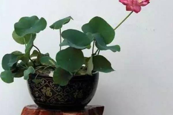 荷花的养殖方法，冬季把室温保持在5-10℃