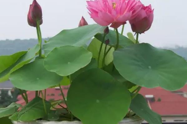 荷花的养殖方法，冬季把室温保持在5-10℃