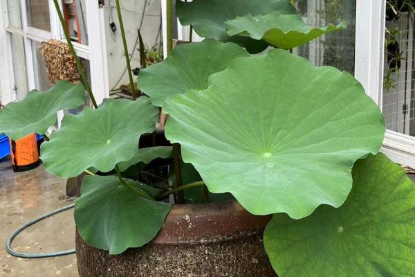 荷花的养殖方法，冬季把室温保持在5-10℃
