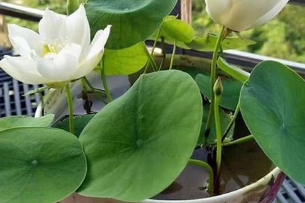 荷花的养殖方法，冬季把室温保持在5-10℃