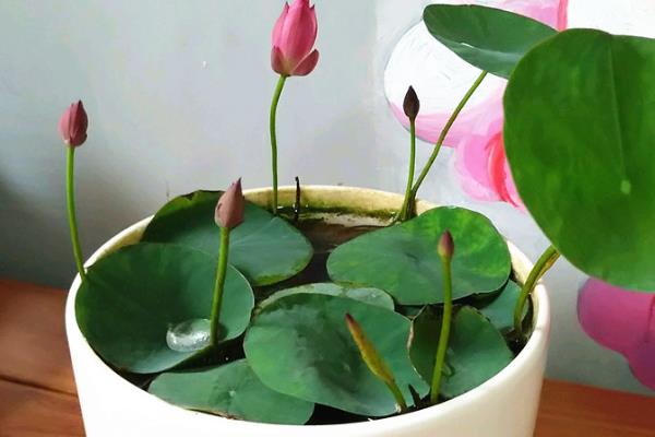 荷花的养殖方法，冬季把室温保持在5-10℃