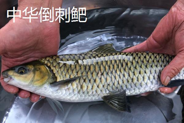 倒刺鲃和青竹鱼有什么区别，二者是同一种鱼类