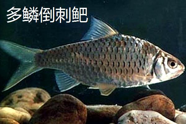 倒刺鲃和青竹鱼有什么区别，二者是同一种鱼类