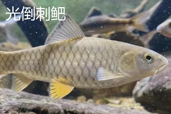 倒刺鲃和青竹鱼有什么区别，二者是同一种鱼类