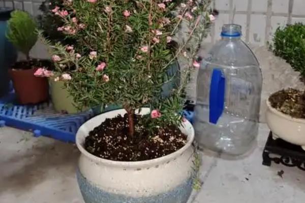 松红梅怎么养殖，生长期每隔1-2个月追施一次肥液