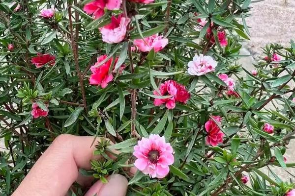 松红梅怎么养殖，生长期每隔1-2个月追施一次肥液