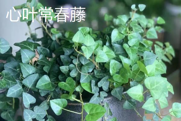 常春藤的种类，洋常春藤、银边洋常春藤、金心洋常春藤等品种较常见