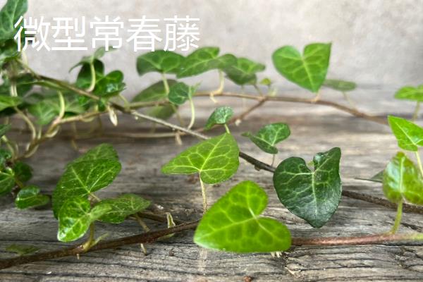 常春藤的种类，洋常春藤、银边洋常春藤、金心洋常春藤等品种较常见