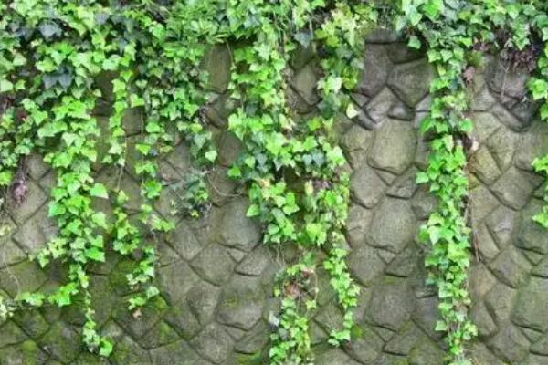 常春藤的种类，洋常春藤、银边洋常春藤、金心洋常春藤等品种较常见