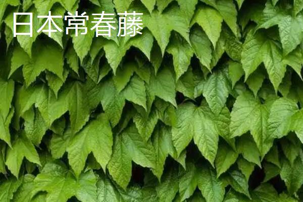 常春藤的种类，洋常春藤、银边洋常春藤、金心洋常春藤等品种较常见