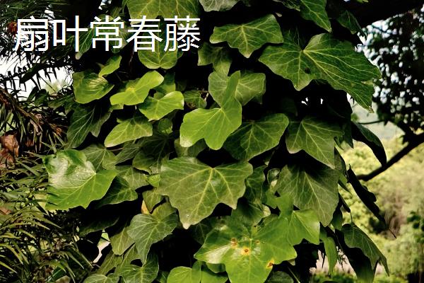 常春藤的种类，洋常春藤、银边洋常春藤、金心洋常春藤等品种较常见