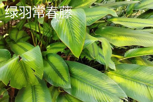常春藤的种类，洋常春藤、银边洋常春藤、金心洋常春藤等品种较常见