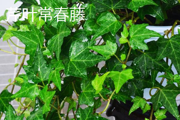 常春藤的种类，洋常春藤、银边洋常春藤、金心洋常春藤等品种较常见